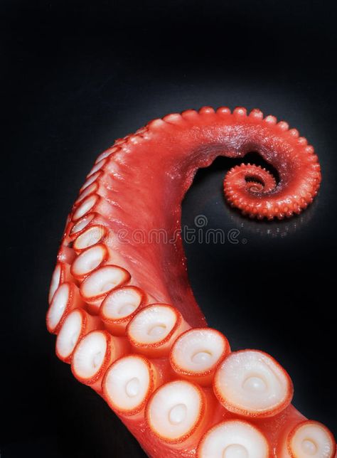 Red octopus tentacle. Curling red octopus tentacle with white suction cups or su , #Affiliate, #Curling, #red, #white, #Red, #octopus #ad Octopus Legs, Octopus Tattoo Design, Octopus Squid, Octopus Tattoos, Red Octopus, Octopus Tentacles, Octopus Tattoo, Octopus Art, 수채화 그림