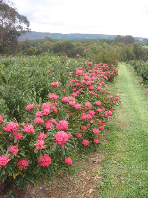 Australian Native Flower Farm, Protea Hedge, Australian Native Hedge, Australia Garden, Front Yard Design Ideas, Garden Home Ideas, Yard Design Ideas, Waratah Flower, Yard Landscape Ideas