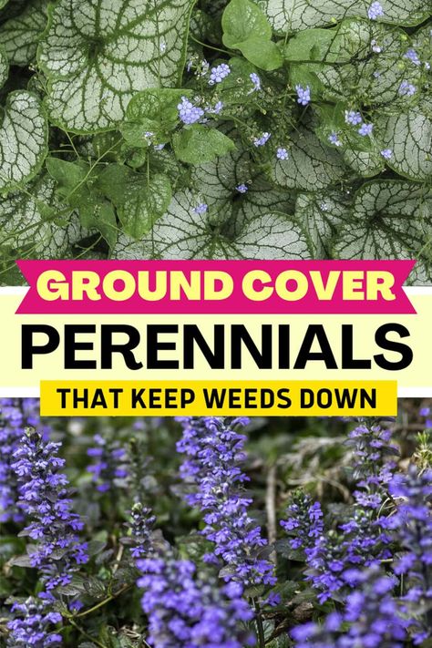 Ground Cover Plants For Shade (Perennials That Keep Weeds Down) | Gardening Shady Landscaping, Flowering Ground Cover Perennials, Ground Cover Perennials, Ground Cover Plants Shade, Plants For Shade, Perennial Ground Cover, Japanese Painted Fern, Flowering Perennials, Shade Garden Design