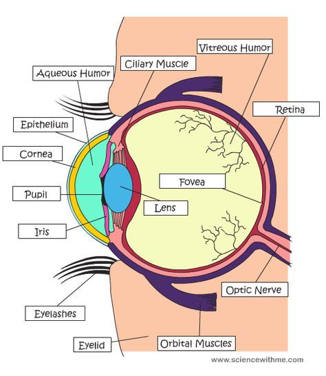 The amazing eye...brought to you by ...  the Creator.  Do you know Him? He loves you. Eye Parts Name, Oncology Pharmacist, Anatomy Of Eye, Eye Science, Human Eye Anatomy, Eye Facts, Eye Anatomy, Parts Of The Eye, Medical Student Study