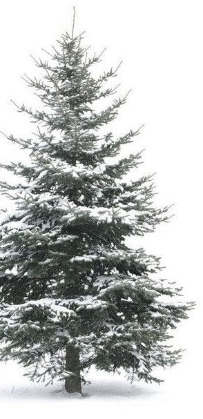 Snowy Woods Aesthetic, Snowy Pine Trees Aesthetic, Snowy Tree Background, Snowey Pine Trees, Snow On Trees Aesthetic, Winter Images, Winter's Tale, I Love Winter, Winter Vibes