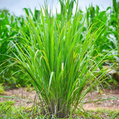 Harvesttotable.com on Instagram: “Grow Lemongrass Lemongrass has lemon-flavored leaves that you can use to flavor teas. The stems can be chopped and added to soups, sauces,…” Grow Lemongrass, Lemongrass Plant, Winter Shrubs, Heather Plant, Black Walnut Tree, Crocus Bulbs, Biennial Plants, Yellow Plants, Evergreen Plants