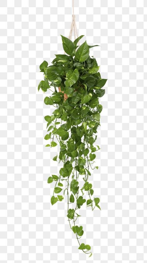 Marble Pothos Hanging, Green Hanging Plants, Plants Photoshop, Plant White Background, Green Indoor Plants, Marble Pothos, Indoor Ivy, Wall Hanging Plants, Png Plants