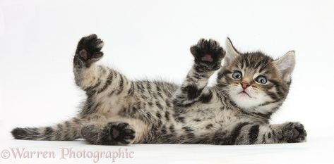 Cute playful tabby kitten, Fosset, 6 weeks old, lying on his back with paws up, white background Cat Anatomy, Kitten Photos, Cat Reference, Tabby Kitten, Therapy Animals, Warrior Cats Art, Cat Pose, Kittens Playing, Like Animals