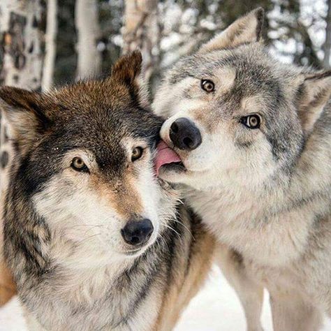 Cute wolf Omega Wolf, Regnul Animal, Wolf Hybrid, Wolf Photos, Wolf Spirit Animal, Wolf Love, Wild Wolf, Wolf Pictures, Wolf Spirit