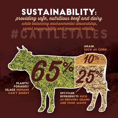 Farm Hacks Cattle, Grass Fed Beef Benefits, Raising Beef Cattle, Cattle Housing, Agriculture Pictures, Cow Food, Grazing Cattle, Cow Feed, Showing Beef Cattle