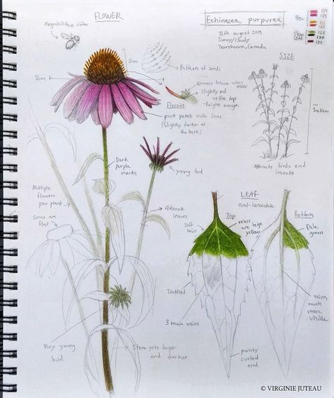 Flower Anatomy, Botany Art, Plant Sketches, Botanical Sketchbook, Medical Herbs, Echinacea Purpurea, Flower Nature, Science Biology, Anatomy Drawing