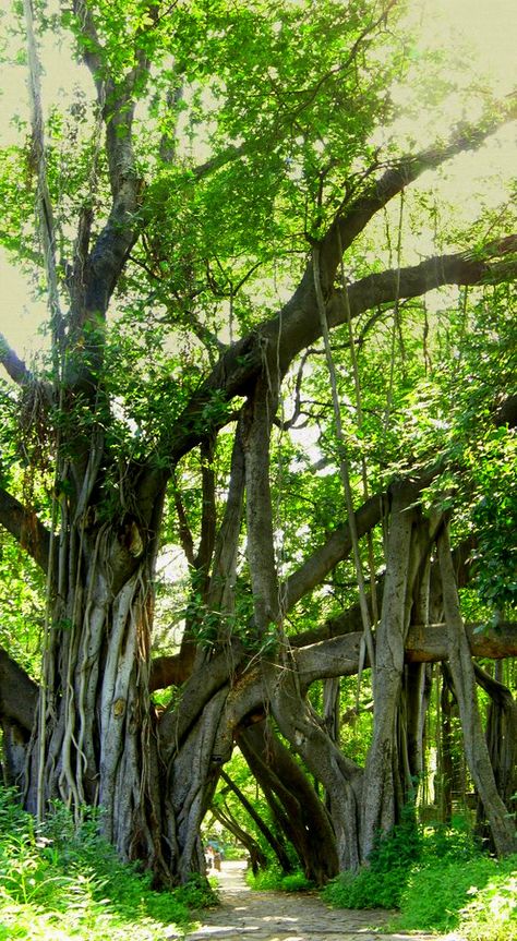 Bargad Tree, Ficus Benghalensis, Weird Trees, Tree Tunnel, Stone Steps, Banyan Tree, Old Trees, Old Tree, Unique Trees