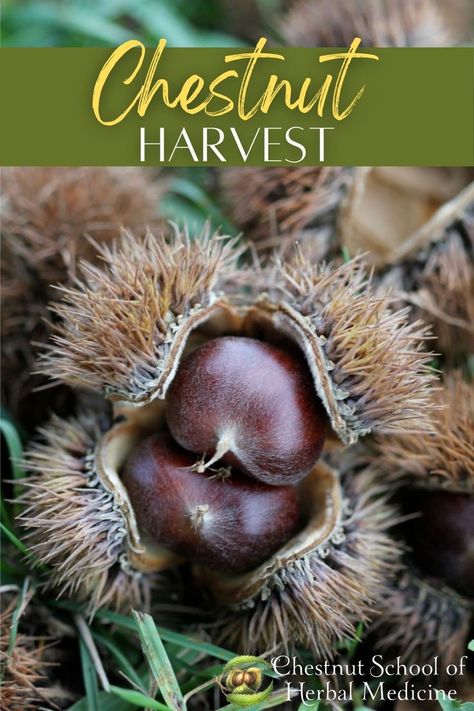 Chesnut Tree, Sweet Chestnut Tree, Chinese Chestnut, Magical Childhood, Frugal Food, Wild Foraging, Chestnut Tree, American Chestnut, Fire Cider