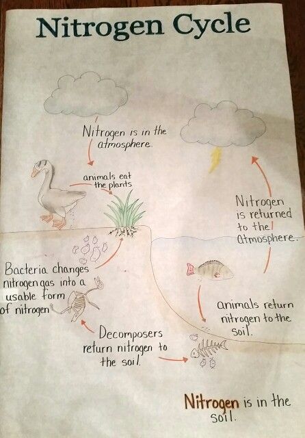 Biogeochemical Cycles Poster, The Nitrogen Cycle, Nitrogen Cycle Drawing, Carbon Cycle Notes, Nitrogen Cycle Project, Nitrogen Cycle Diagram, Science Tlm, Igcse Biology, Nutrient Cycle