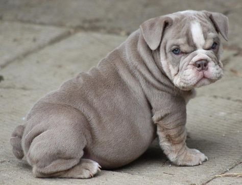 blue eyed grey  bull dog | sucha a freaking cutieeee & blue eyes AW Blue English Bulldogs, English Bulldog For Sale, Blue Bulldog, Dachshund Puppies For Sale, Bulldog Puppies For Sale, English Bulldog Puppies, Old English Bulldog, Bull Dogs, Pitbull Puppies