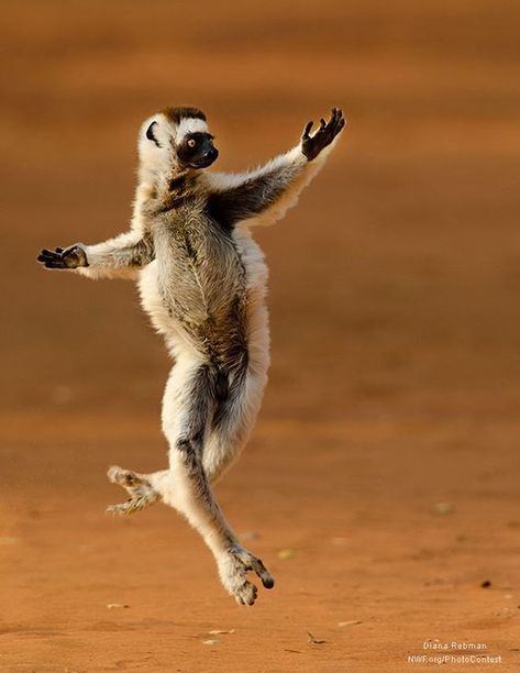 All These Animals Want To Do Is Dance (15 Photos) Funny Wild Animals, Animals Playing, 10 Animals, Dancing Animals, Leaving Work, Wild Animals Pictures, Fred Astaire, Baby Animals Funny, It's Friday