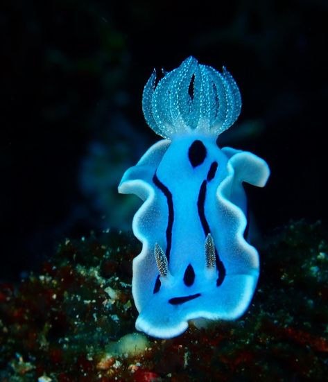 Chromodoris willani⁠ 📸 @amazingcritterpix⁠ 📍 Anilao, Batangas, Philippines⁠ Fun Fact: This nudibranch is found in the Western Pacific Ocean, from Indonesia and the Philippines to Vanuatu. The species is named for the renowned nudibranch taxonomist Dr. Richard C. Willan. Chromodoris willani is similar in appearance to Chromodoris lochi, Chromodoris boucheti and Chromodoris dianae. This species can be distinguished by the very prominent white specks found on the gills and rhinophores.⁠ Blue Nudibranch, Chromodoris Willani, Anilao Batangas, Blue Sea Slug, Batangas Philippines, Splatoon Oc, Strange Animals, Sea Slugs, Underwater Photographer