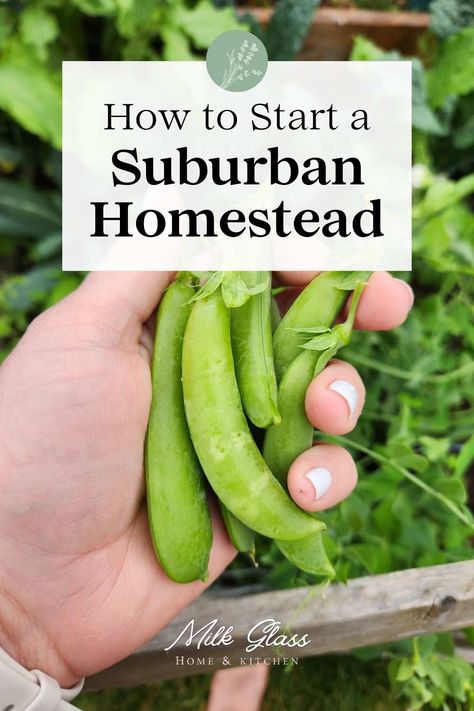 Are you dreaming of life in the country but are stuck in town? Try your hand at apartment or suburban homesteading! It'll help you reduce your waste, live more self-sufficiently, and learn old-fashioned skills at the same time.rn Suburban Gardening, Apartment Homesteading, Homesteading For Beginners, Suburban Homesteading, Urban Homesteading, Breakfast Drink, Glass Home, Unprocessed Food, Pantry Staples