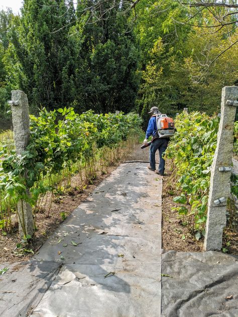 Raspberry Patch Trellis, Raspberry Bush Supports, How To Contain Raspberry Bushes, Raspberry Patch Design, How To Plant Raspberries Bushes, Backyard Berry Patch, Raspberry Planter Ideas, How To Prune Raspberry Bushes, Raspberry Patch Ideas