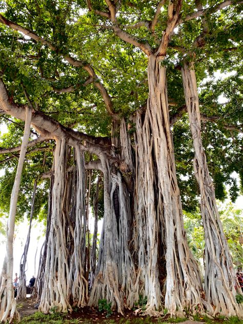 Hawaiian Trees, Banyan Tree Aesthetic, Banyan Tree Art, Banyan Tree Drawing, Pando Tree, Hanuman Ji Wallpapers, Tainan City, Number Wallpaper, Jungle Tree