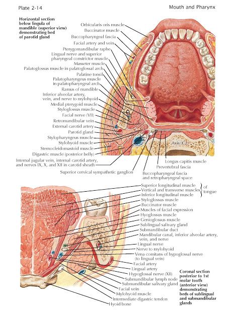 Sections Through Mouth and Jaw   Axial Section At Atlas Level And Behind First Molar   The structures illustrated and discussed individua... Mouth Anatomy Medical, Full Mouth Extraction, Thoracic Cavity Anatomy, Abdominal Cavity Anatomy, Slp Anatomy, Medulla Oblongata Anatomy, Salivary Glands, Mouth Anatomy, Charting For Nurses