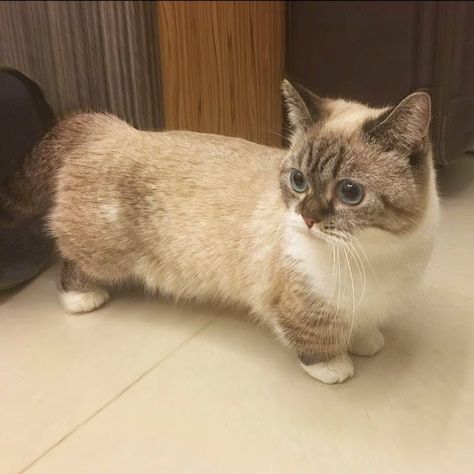 Kawaii Munchkin Cat!! 😍😍 Ginger Munchkin Cat, Munchkin Cat Cute, Brown Munchkin Cat, Cute Munchkin Cat, Black Munchkin Cat, Munchkin Cat Aesthetic, Cat Walls, Cats Munchkin, Animal Cell Model