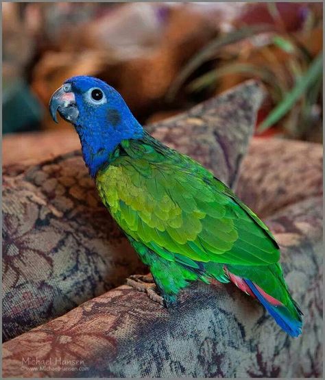 Pionus Parrot, Beautiful Parrots, Parrot Toys, Parrot Bird, Love Bear, Pet Bird, Exotic Birds, Cool Pets, Bird Species