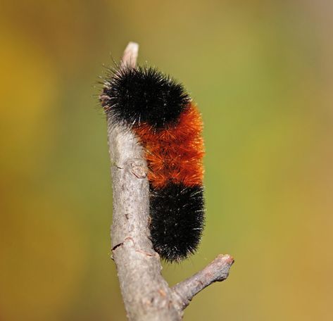 Acorn Meaning, Wooly Caterpillar, Getting Rid Of Raccoons, Wooly Bear Caterpillar, Woolly Bear, Diy Steps, Solar Water Heating, Tiger Moth, Moth Caterpillar