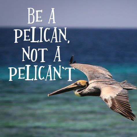 #quotes #inspiration #motivation #travel #belize #pelican Pelican Quotes, Pelican Svg Free, Pelican Town Decoration, Pelican Jewelry, Pelican In Flight Painting, San Pedro Belize, Belize Honeymoon, Placencia Belize, Belize Beach