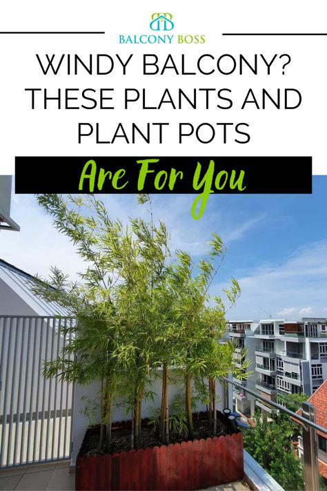 There are some challenges when finding plants for a windy balcony. The biggest is finding ones that either won’t blow over or will survive particularly windy conditions. The same is true, to an extent, for plant pots, although they can help combat windy conditions. In this post, we’ll go over the best plants for a windy balcony and suggest some of the most suitable pots for keeping your plants in place. Front Balcony Design, What Is Wind, Tall Potted Plants, Front Porch Plants, Porch Plants, Privacy Plants, Balcony Plants, Best Plants, Wind Protection