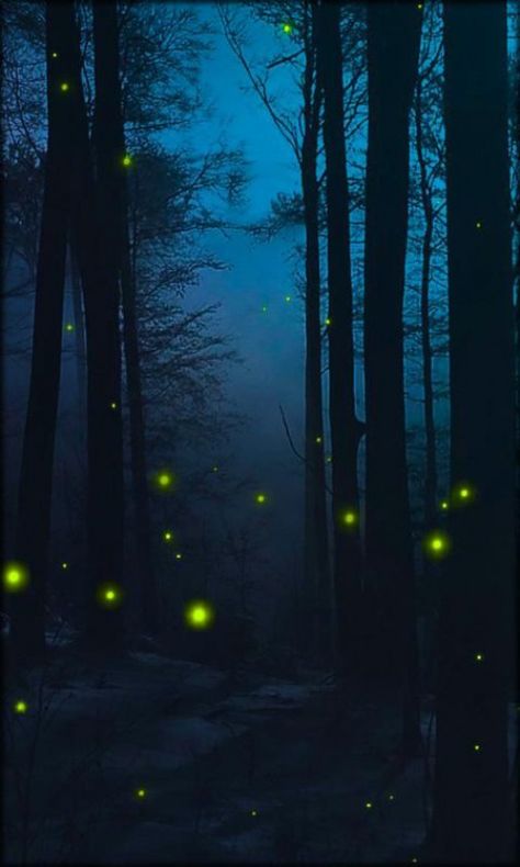 Download Fireflies Live Wallpaper for android Fireflies Live ... #lenses #lenses #wallpaper Fireflies Aesthetic Video, Firefly Images, Firefly Photography, Creature Of The Night, Lightning Bugs, Android Photography, Firefly Art, Wallpaper For Android, Most Beautiful Wallpaper