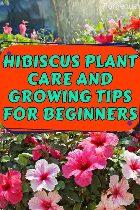 Hibiscus Plant Care Hibiscus Tree Care, Hibiscus Plant Care, Hibiscus Care, Growing Hibiscus, Hibiscus Tree, Butterfly Garden Plants, Hibiscus Garden, Deadheading, Hibiscus Plant