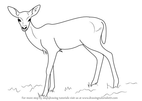 Doe Drawings, Easy Dear Drawing, Dear Drawing, Animal Vector, Simple Fawn Drawing, Doe Drawings Sketches, Fallow Deer Drawing, Fawn Drawing Sketches, Doe Sketch Deer