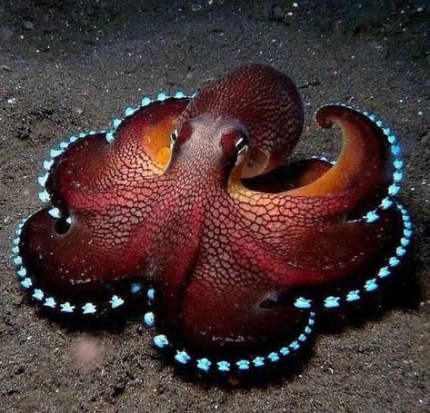 Octopus Photography, Octopus Facts, Octopus Photos, Coconut Octopus, Octopus Species, Mermaid Pictures, Octopus Art, Sea Monsters, Marine Animals