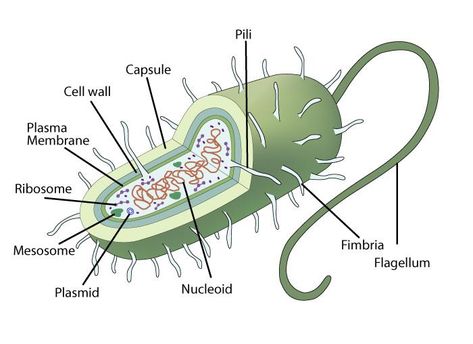 Prokaryotic Cell Drawing With Label, Prokaryotic Cell Diagram, Bacteria Cell Drawing, Bacterial Cell Drawing, Prokaryotic Cell Notes, Bacteria Cell Model, Eukaryotic Cell Drawing, Prokaryotic Cell Drawing, Prokaryotic Cell Model