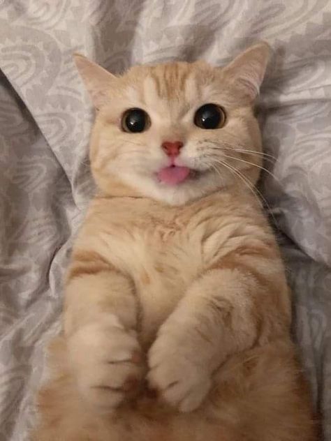 Cat Pic Aesthetic, Cat Pick Up Lines, Chaotic Funny, Pic Anime, Söt Katt, Silly Cats Pictures, Cute Cats Photos, Super Cute Animals, Pretty Animals