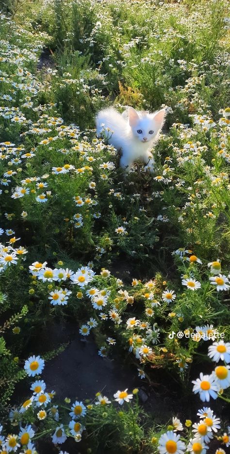 Animals Quotes, Field Of Daisies, Black Cat Aesthetic, Grass Wallpaper, Cat Obsession, Nothing But Flowers, Cute Cat Wallpaper, Cat Flowers, Cute Cats Photos