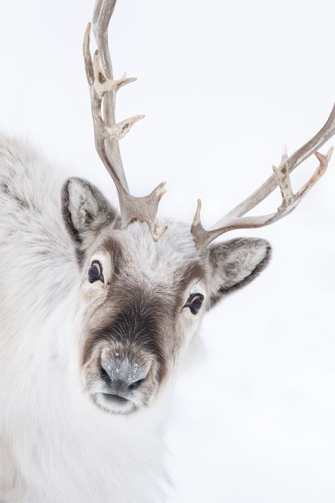 DAISY GILARDINI PHOTOGRAPHY Ice Animals, Svalbard Reindeer, Winter Reindeer, Baby Reindeer, Deer Art, Winter Animals, Wild Nature, Sweet Animals, Animal Planet