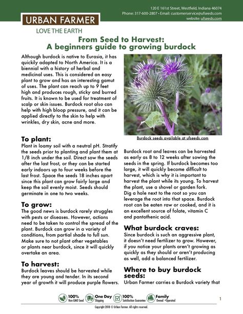 Burdock Plant, Pergola Planter, Companion Gardening, Bucket Gardening, Medical Herbs, Urban Farmer, Easy Plants To Grow, Victory Garden, Gardening Zones