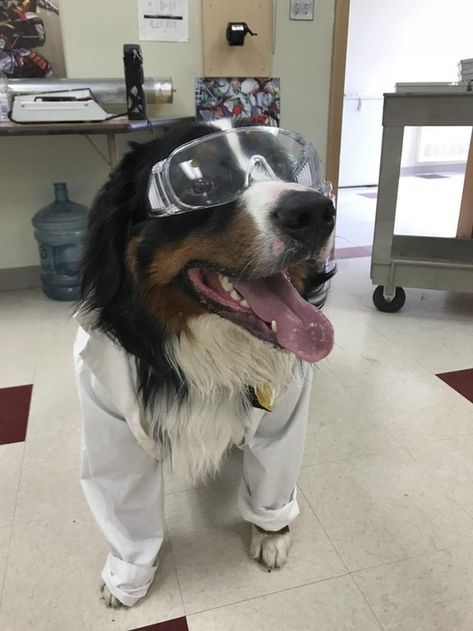 Dog in lab coat and safety goggles. Study Mood, Dogs With Jobs, Dog Words, High School Kids, Mini Doodle, What Dogs, Dog Search, Mountain Dog, Therapy Dogs