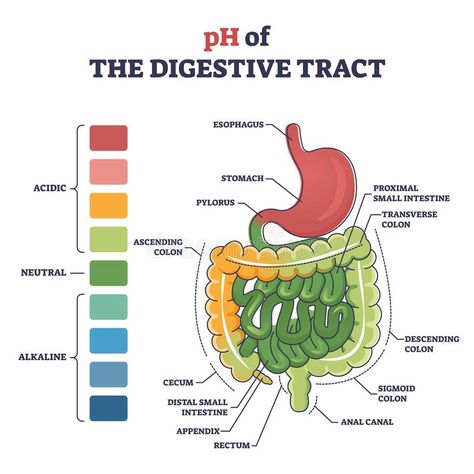 PH of digestive tract with acidic, neutral or alkaline colors outline diagram. Labeled educational gastronomical organs acid concentration comparison with vector illustration Stomach Organ, Digestive System Diagram, Organ Anatomy, Diagram Illustration, Sigmoid Colon, Human Digestive System, Teaching Chemistry, Nursing School Survival, Working Mom Tips