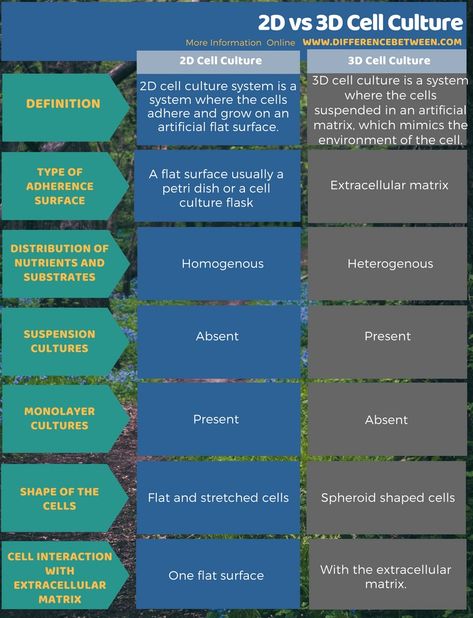 Difference Between 2D and 3D Cell Culture in Tabular Form Extracellular Fluid, 3d Cell, Molar Mass, Cell Line, Cell Division, Biology Notes, Anatomy And Physiology, Microbiology, Biotechnology