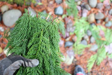 cedar branches Cedar Garland, Dry Branch, Christmas Greenery, Diy Life Hacks, Diy Life, Holly Jolly, Christmas Garland, Xmas Decorations, Christmas Cheer