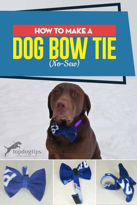 Diy Dog Bow Tie, Dog Bow Tie Diy, Make A Bow Tie, Dapper Dogs, Make A Bow, Dog Collar Bows, Pet Bow Ties, Dog Collar Bow Tie, Dog Bow Tie