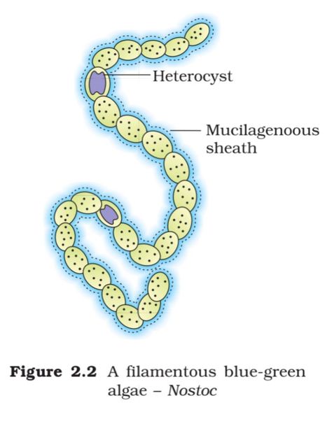 A filamentous blue-green algae - Nostoc Blue Algae, Plant Kingdom, Blue Green Algae, Medical School Studying, Green Algae, Medical School, Botany, Biology, Blue Green