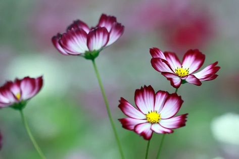 Cosmos Flowers, Flower Meanings, Plant Spacing, Annual Flowers, Pink Petals, Candy Stripes, Gardening For Beginners, Fort Myers, Planting Seeds