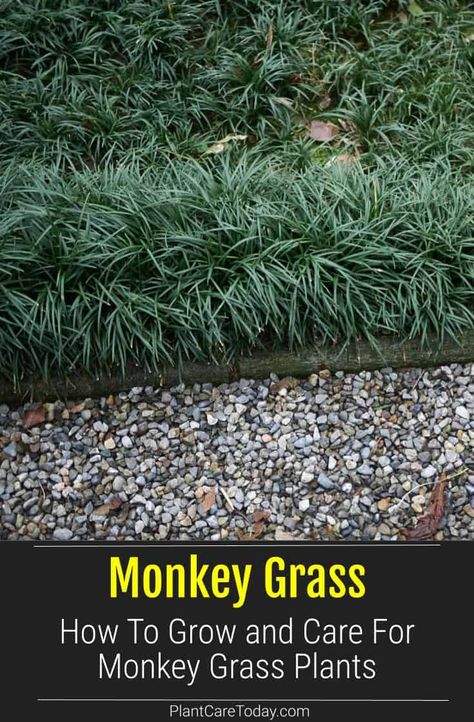 Monkey Grass (Ophiopogon japonicus) perennial groundcover, white or purple blooms, not true grass, adaptable, drought tolerant. [DETAILS] Monkey Grass Landscaping Flower Beds, Monkey Grass Care, Monkey Grass Ideas, Monkey Grass Landscaping, Monkey Grass Border, Ophiopogon Japonicus, Monkey Grass, Lily Turf, Planting Grass