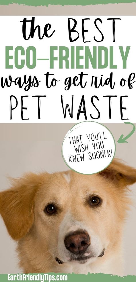 Picture of close up of dog with text overlay The Best Eco-Friendly Ways to Get Rid of Pet Waste Dog Waste Composter, Dog Waste Disposal, Eco Friendly Pet Products, Fact Of Life, Diy Compost, Dog Poo Bags, Dog Essentials, Dog List, Sleep Schedule