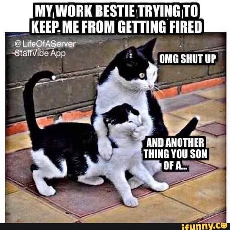 Cheer Me Up Funny, Work Bestie Meme, Bestie Meme, Vw R32, Workplace Quotes, Collateral Beauty, Teaching Humor, Work Bestie, Job Humor