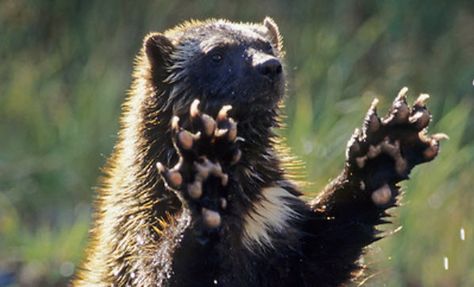 Wolverine waving hi there. Wolverine Animal Aesthetic, Wolverines Animal, Wolverine Animal, Aesthetic Animals, Tattoo Animal, The Wolverine, Anime Tattoo, Animal Study, Interesting Animals