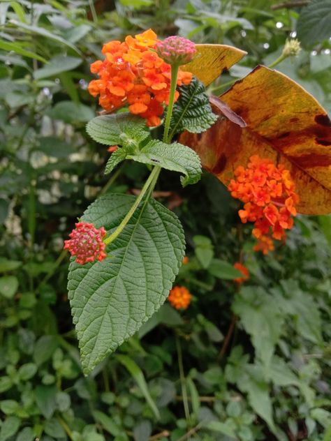 where is this flower kerala Kerala Flowers, Parts Of A Flower, Kerala, Photographer, Plants, Flowers