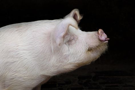 The pig. White harry pig side-view on black background #Sponsored , #Affiliate, #AD, #White, #black, #background, #harry Head Side View, Pig Portrait, White Black Background, Pig Head, Side View, Pigs, Black Background, Black Backgrounds, Portrait Photography