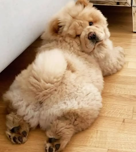 14 Top Photos Of Cheerful Chow Chows | Page 2 of 3 | PetPress Chow Chow Dog Puppy, Perros Chow Chow, Chow Dog, Chow Chow Dogs, Fluffy Puppies, Cute Little Puppies, Fluffy Dogs, Dog Wallpaper