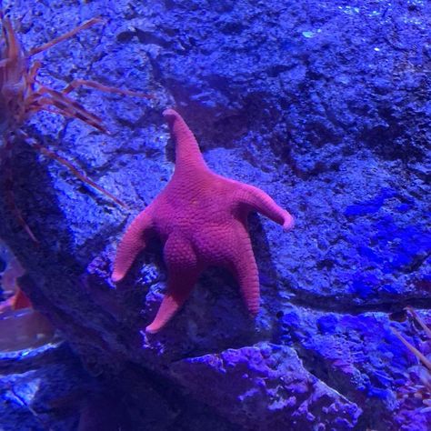 Someone Finds A Patrick-Lookalike Starfish At An Aquarium, Inspires A Funny PS Battle (20 Pics) | Bored Panda Blurst Images, Funny Ocean Animals, Grave Yard, Funny Random, Animal Funny, Spongebob Memes, Random Memes, 웃긴 사진, Silly Animals